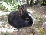 Comey (Temporary Name) - Lionhead Rabbit