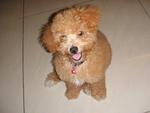 Gigi - Poodle Dog