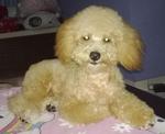 Gigi - Poodle Dog