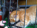 Update (14/12) - Oyen 1 - the naughtiest! dah pandai panjat cage to the top!