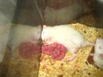 Rats, Mice, Gerbils - Rat + Gerbil Small & Furry