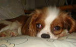 Vanity - Cavalier King Charles Spaniel Dog