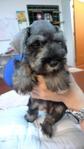 Cute Miniature Schnauzer For Sale - Schnauzer Dog