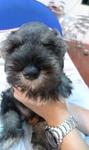 Cute Miniature Schnauzer For Sale - Schnauzer Dog