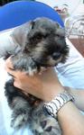 Cute Miniature Schnauzer For Sale - Schnauzer Dog