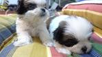 Shih Tzu – Thick Coat+heavy Marking - Shih Tzu Dog