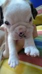 English Bulldog  Champion Lineage - English Bulldog Dog