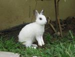 Kiko&amp;kiki - Netherland Dwarf Rabbit