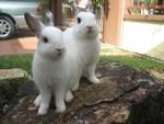 Kiko&amp;kiki - Netherland Dwarf Rabbit