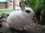 Kiko&amp;kiki - Netherland Dwarf Rabbit