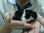 Baby Guinea Pigs - Guinea Pig Small & Furry