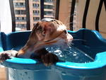 mandi in warm water under the hot sun!