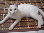 Coco - Domestic Short Hair Cat