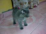 Lucyia Melkco @ Miko - Persian + Bobtail Cat