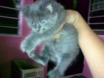 Lucyia Melkco @ Miko - Persian + Bobtail Cat