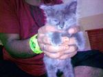 Lucyia Melkco @ Miko - Persian + Bobtail Cat