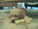 Zhai Zhai - Poodle Dog