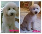 before & after grooming @ 8 mth old