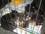 6 Abandon Puppies From Wet Market - Mixed Breed Dog