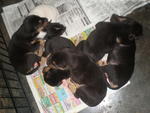 6 Abandon Puppies From Wet Market - Mixed Breed Dog