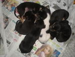 6 Abandon Puppies From Wet Market - Mixed Breed Dog