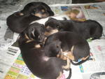 6 Abandon Puppies From Wet Market - Mixed Breed Dog