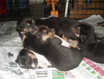 6 Abandon Puppies From Wet Market - Mixed Breed Dog