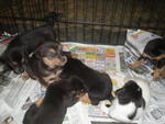 6 Abandon Puppies From Wet Market - Mixed Breed Dog