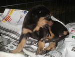 6 Abandon Puppies From Wet Market - Mixed Breed Dog