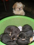 6 Abandon Puppies From Wet Market - Mixed Breed Dog