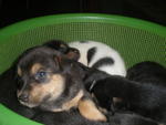 6 Abandon Puppies From Wet Market - Mixed Breed Dog