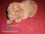 Red Toy Poodle-pure Homebreed. - Poodle Dog