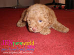 Red Toy Poodle-pure Homebreed. - Poodle Dog