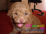 Red Toy Poodle-pure Homebreed. - Poodle Dog