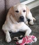 Max Lost In Island Park, Penang - Labrador Retriever Dog