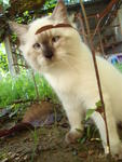 Ling - Birman + Persian Cat