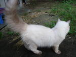 Ling - Birman + Persian Cat