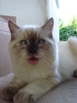 Ling - Birman + Persian Cat