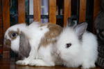 Rayan &amp; Rowen - American Fuzzy Lop + Jersey Wooly Rabbit