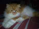 Rain - Persian Cat