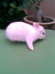 Woody Toy And Netherland Dwarf - Netherland Dwarf + Angora Rabbit Rabbit