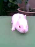 Woody Toy And Netherland Dwarf - Netherland Dwarf + Angora Rabbit Rabbit