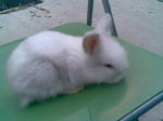 Woody Toy And Netherland Dwarf - Netherland Dwarf + Angora Rabbit Rabbit