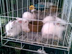 Woody Toy And Netherland Dwarf - Netherland Dwarf + Angora Rabbit Rabbit