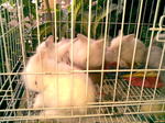 Woody Toy And Netherland Dwarf - Netherland Dwarf + Angora Rabbit Rabbit