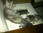 1 family