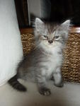 female kitten 18.12.10
