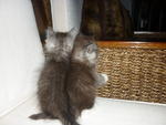 playful kitten =)