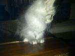 female kitten 02.01.2011