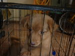 Sparky And Jacky - Golden Retriever Mix Dog